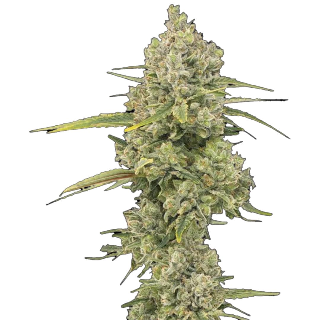 Jack Herer Auto