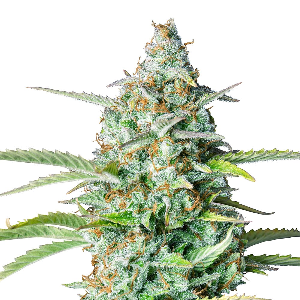 Northern Lights Auto