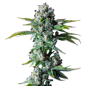 Skywalker OG