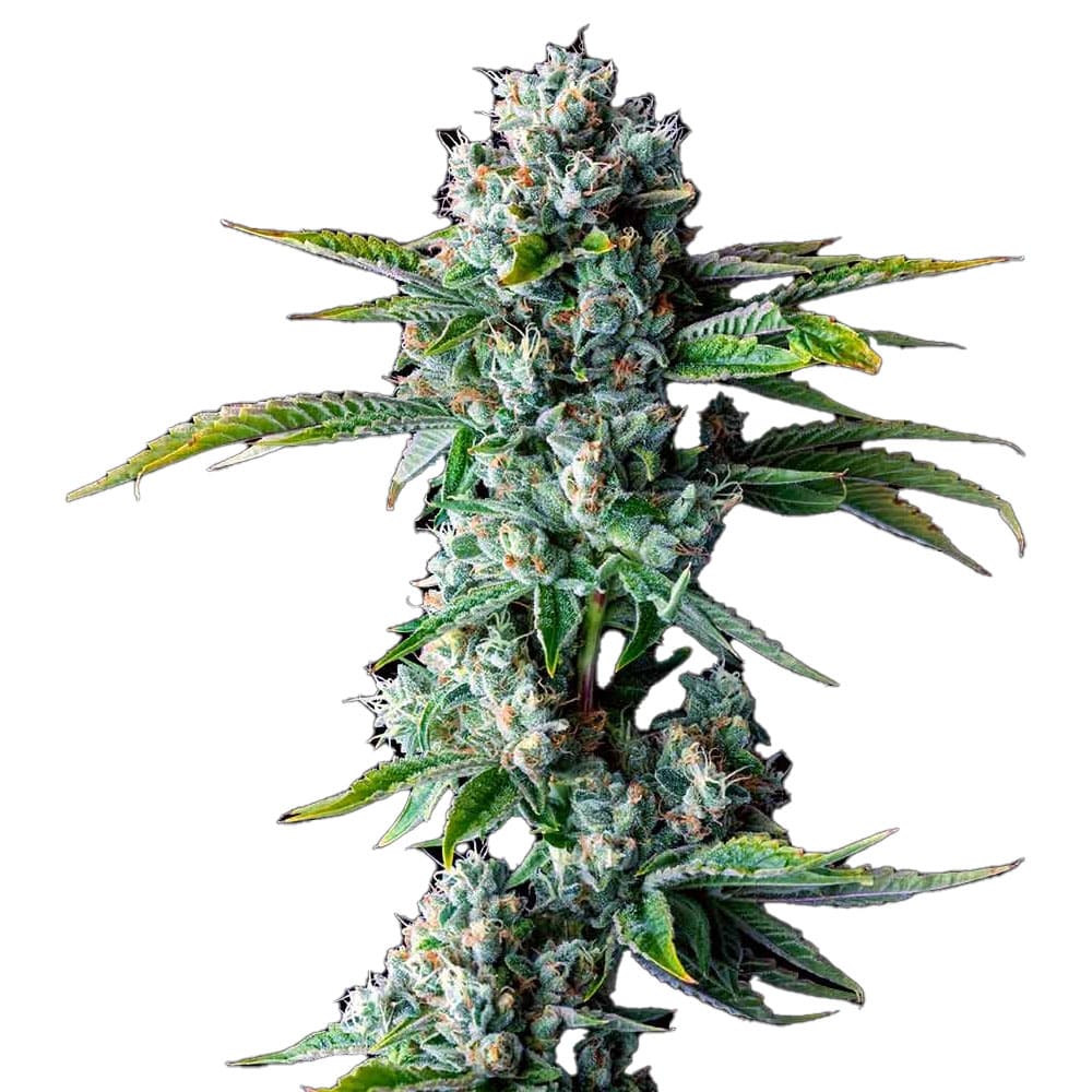 Skywalker OG Auto