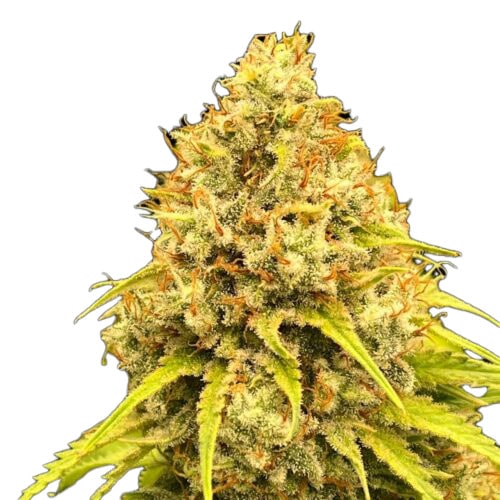 Super Lemon Haze
