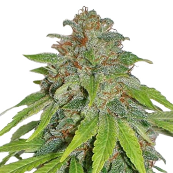 THCA Apple Jack