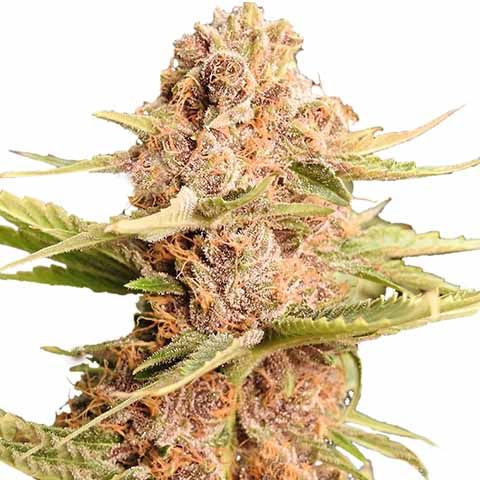 THCA Girl Scout Cookie