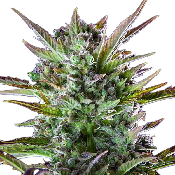 THCA Pineapple OG