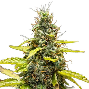 THCA Runtz