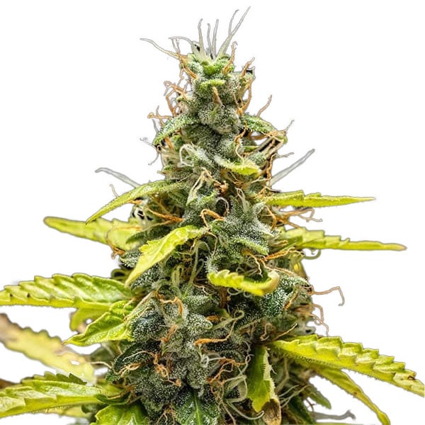 THCA Runtz Auto