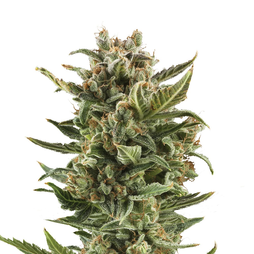White Widow Auto