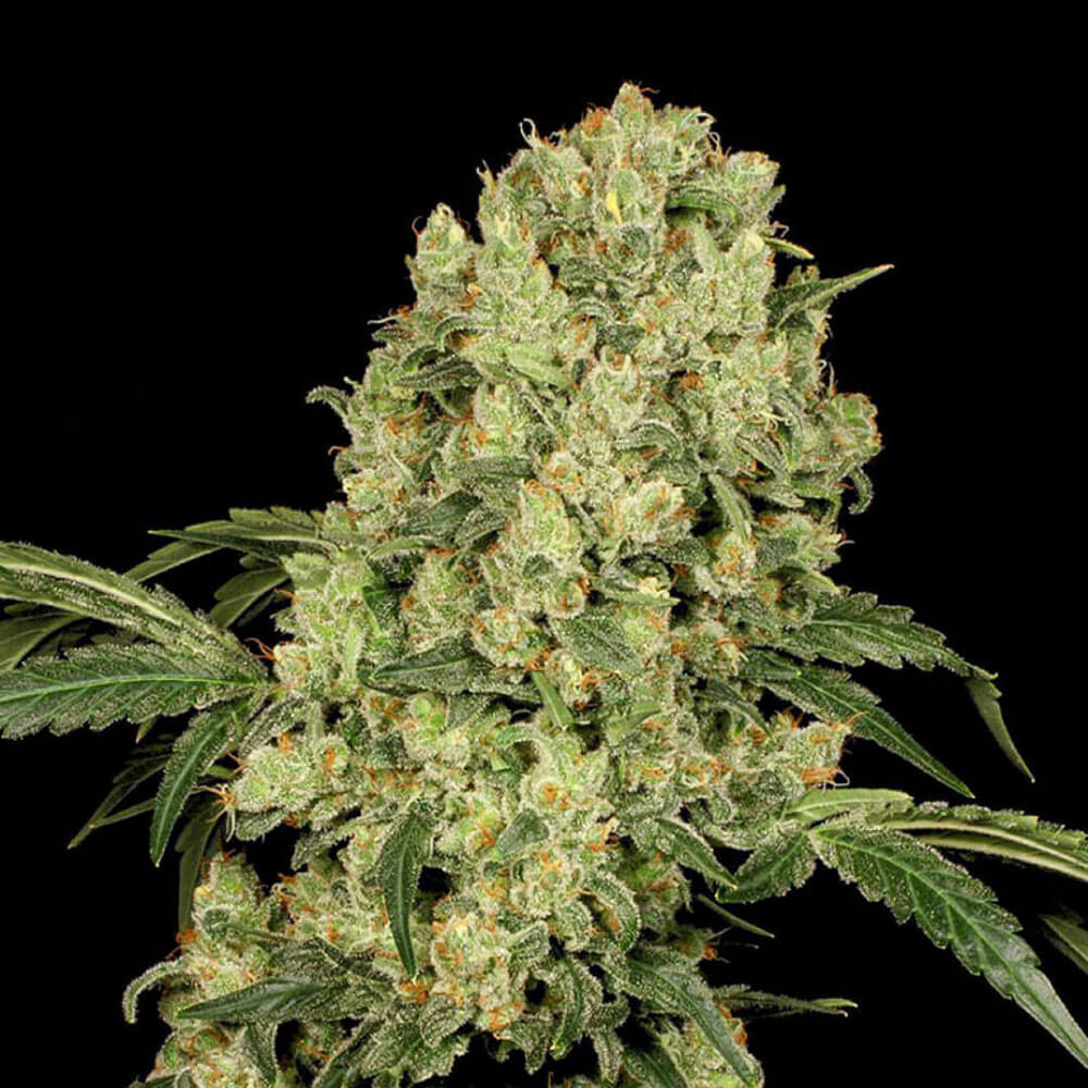 AK 47 Auto