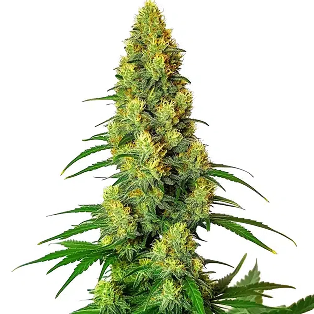 AK-48 Auto