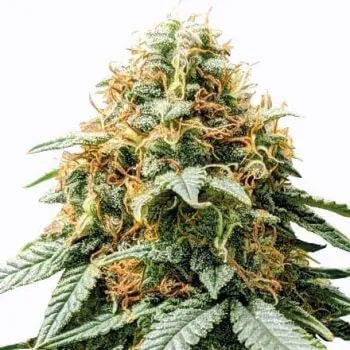 Acapulco Gold Auto