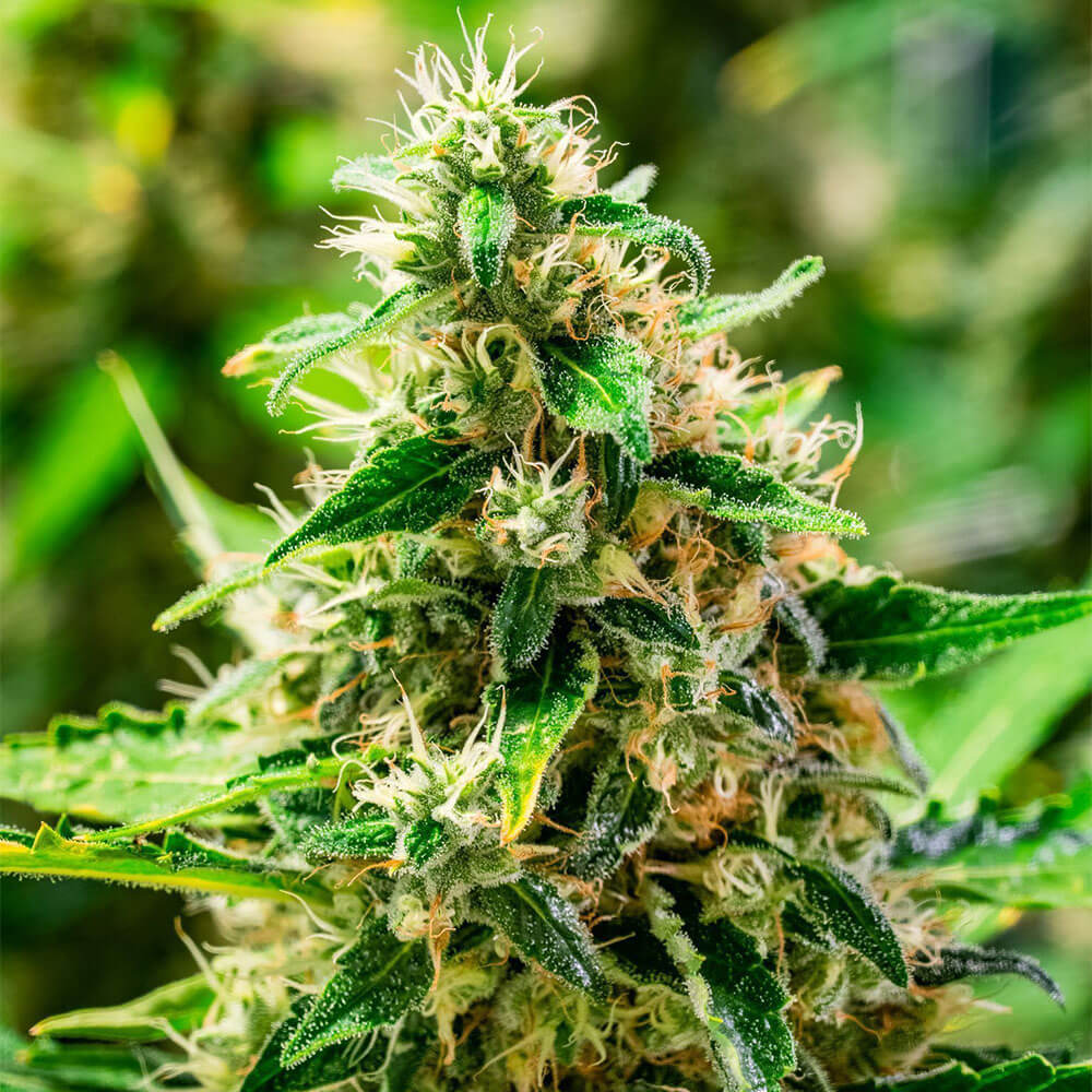 Afghani Auto
