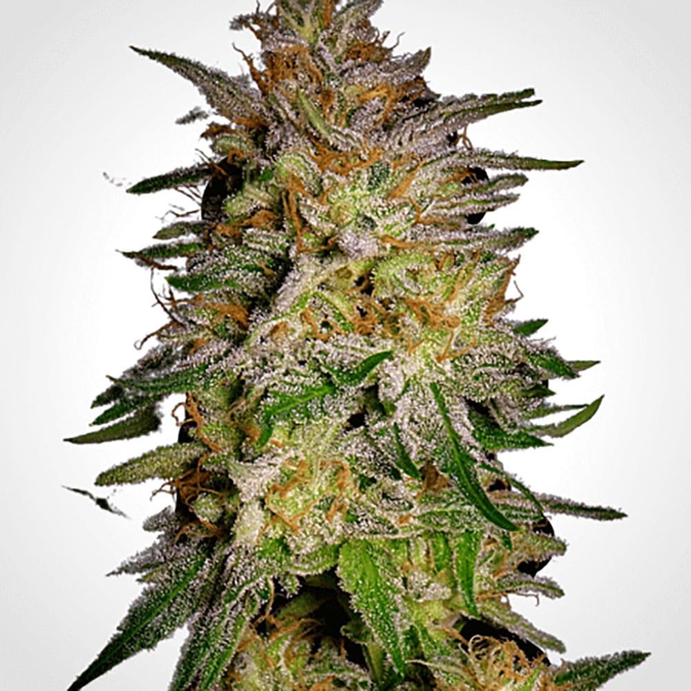 Agent Orange Auto