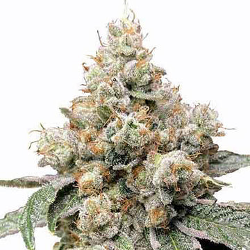 Alien OG