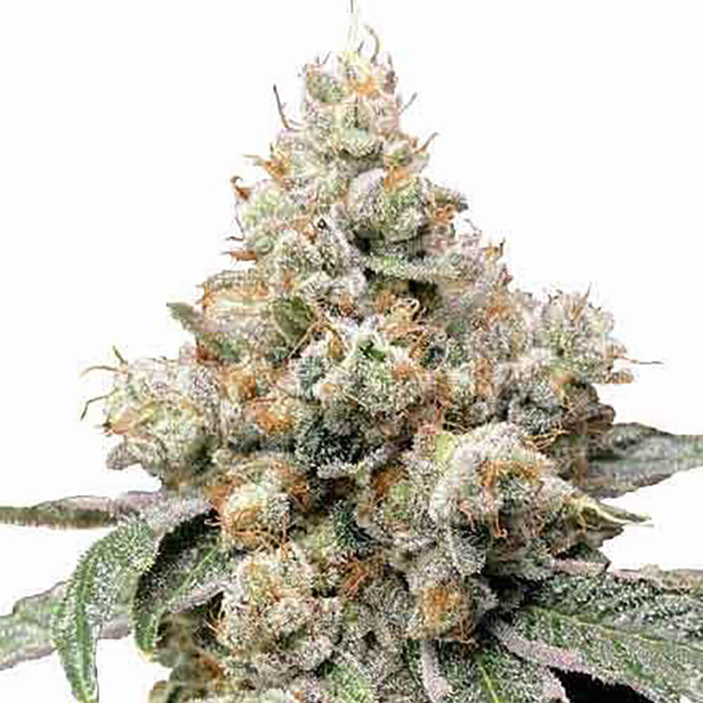 Alien OG Auto