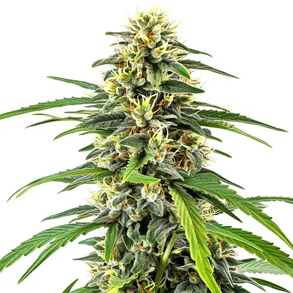 Amnesia Auto