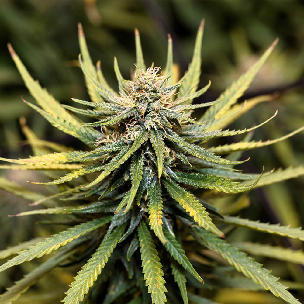 Animal Cookies Auto