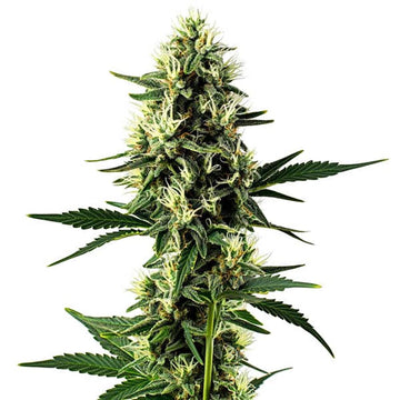 Aurora Indica