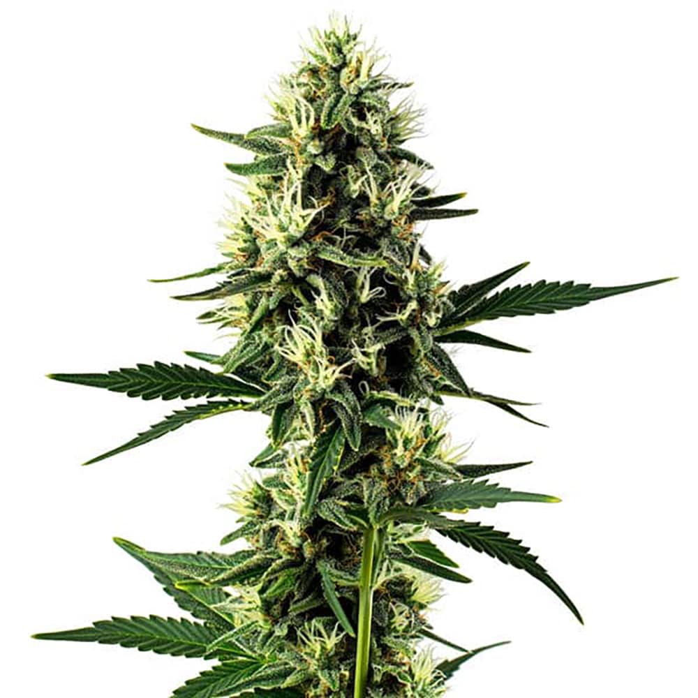 Aurora Indica Auto