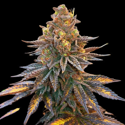 Banana Hammock