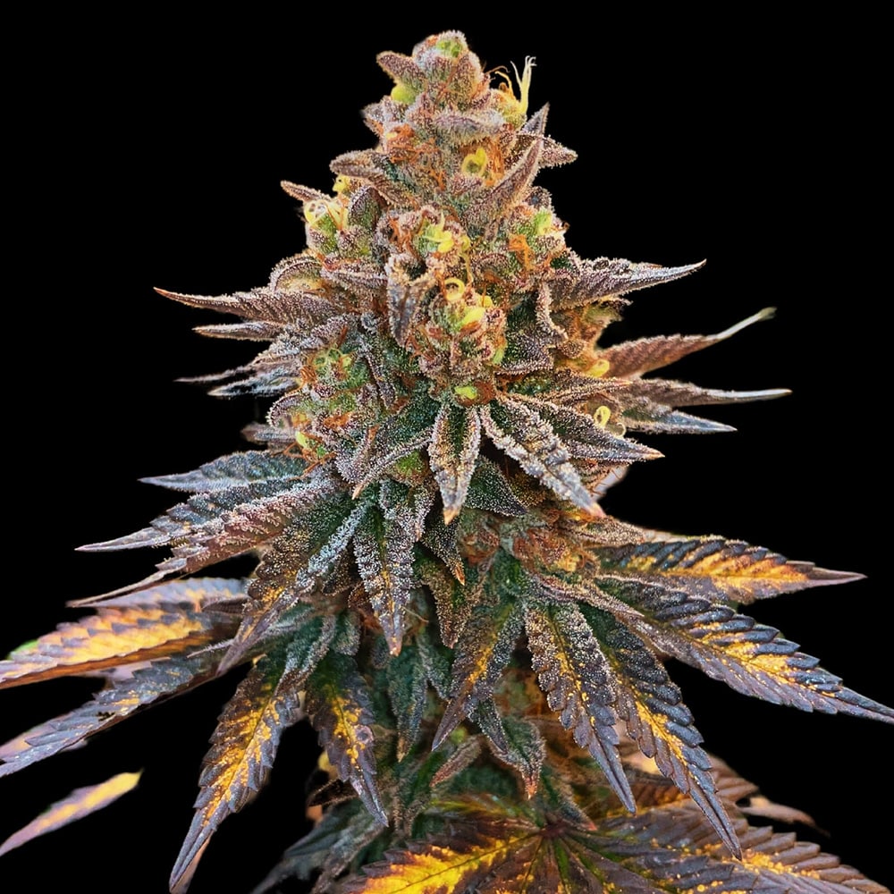 Banana Hammock Auto