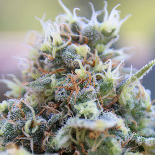 Banana Kush