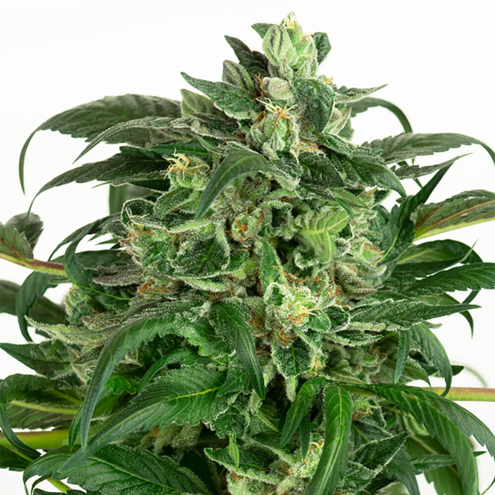 Banana OG