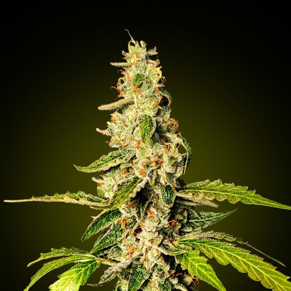 Banana Punch