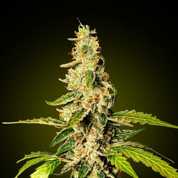 Banana Punch