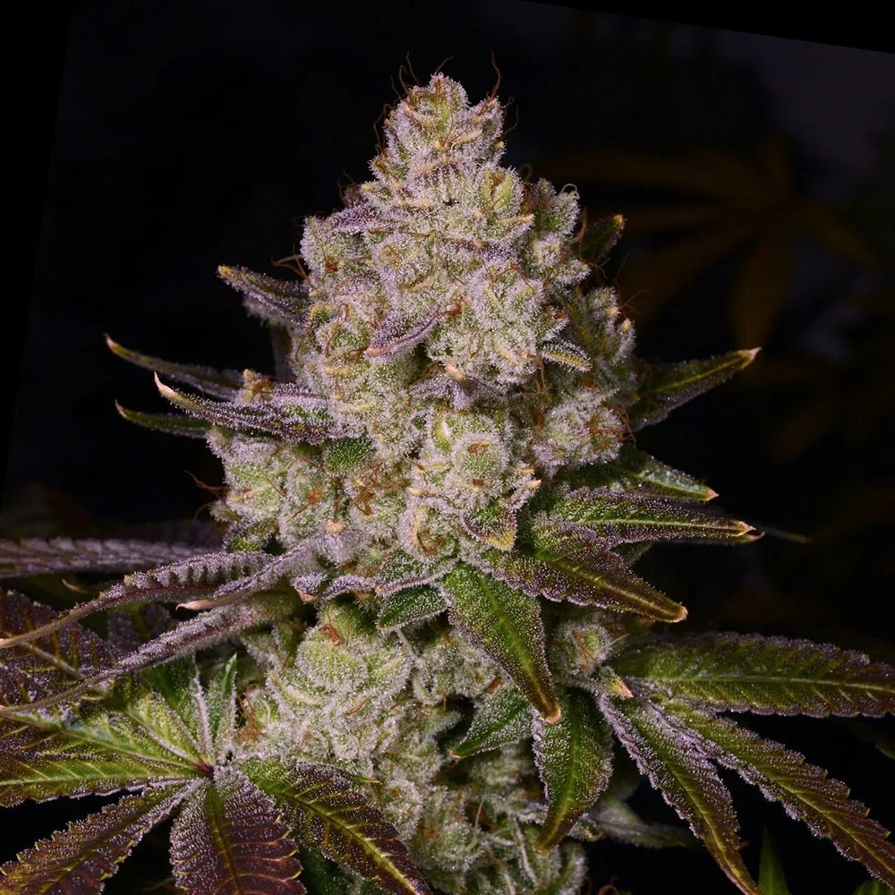 Berry Pie