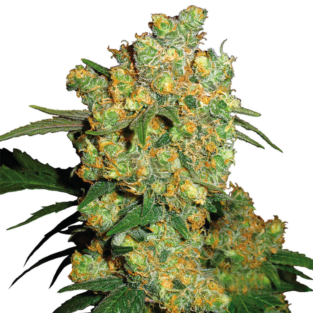 Big Bud