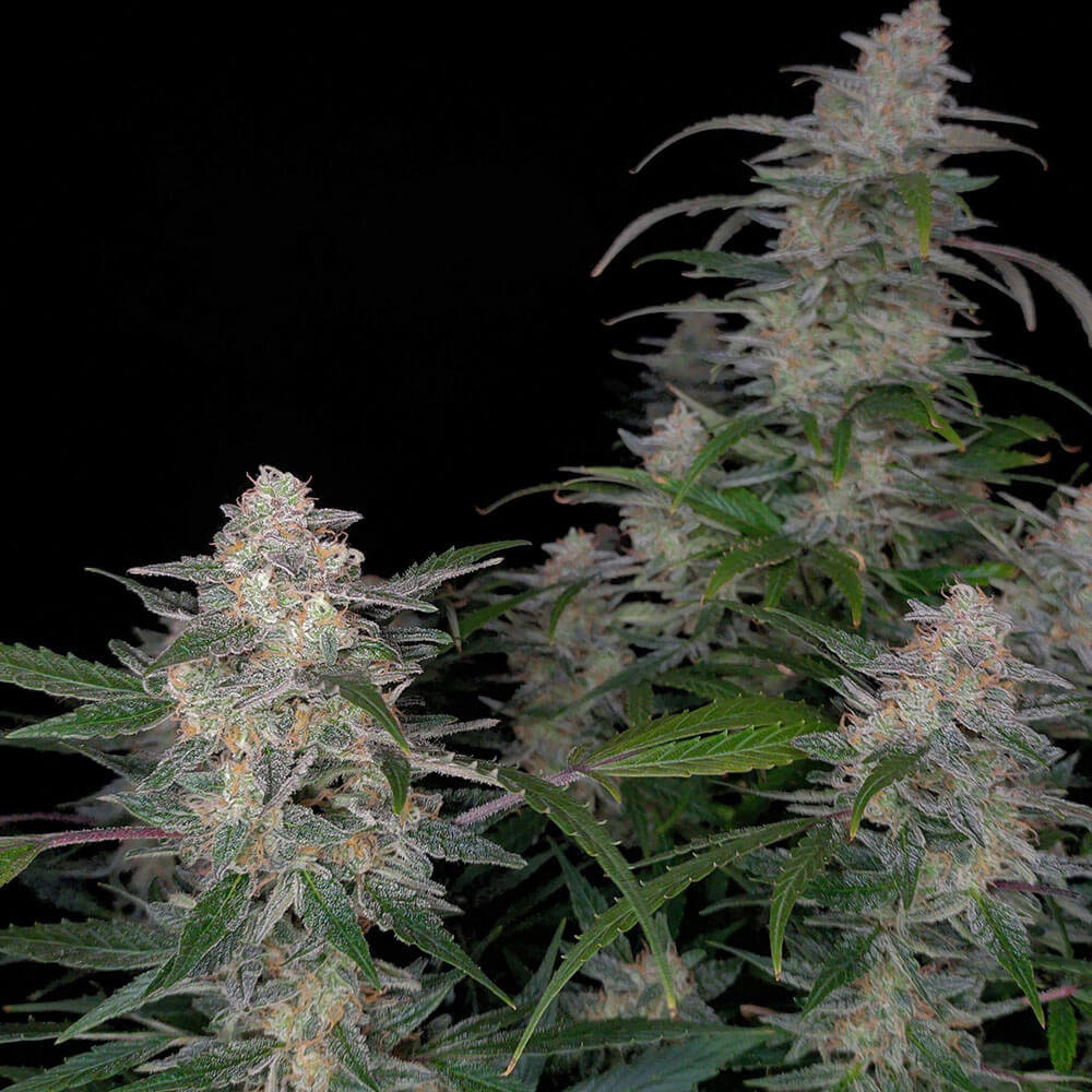Biscotti Auto