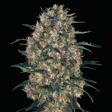Black Domina