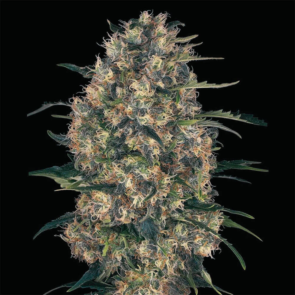 Black Domina Auto
