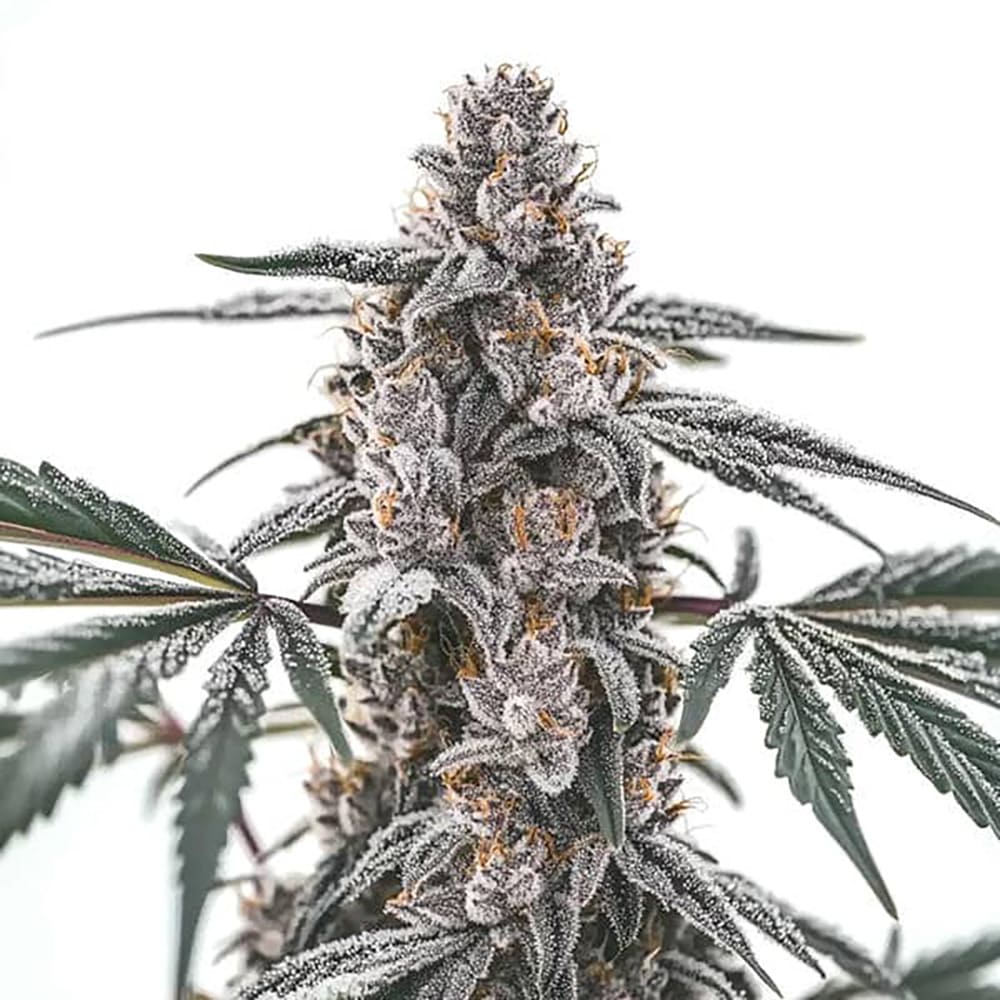 Black Widow Auto