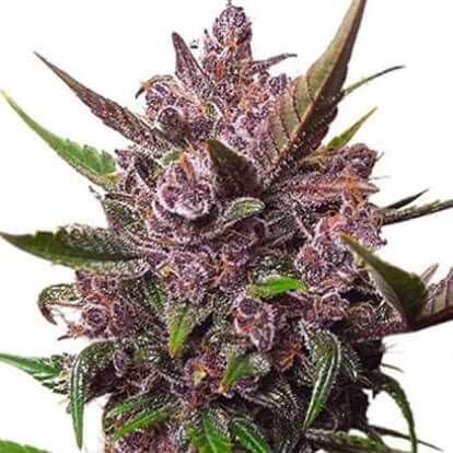 Blackberry Kush Auto