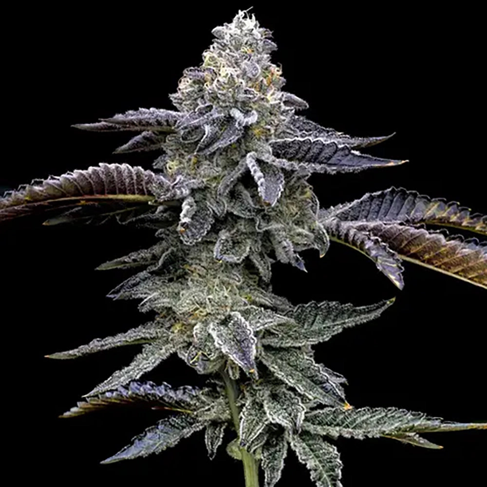 Blue Dream Haze