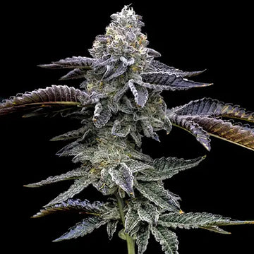 Blue Dream Haze Auto