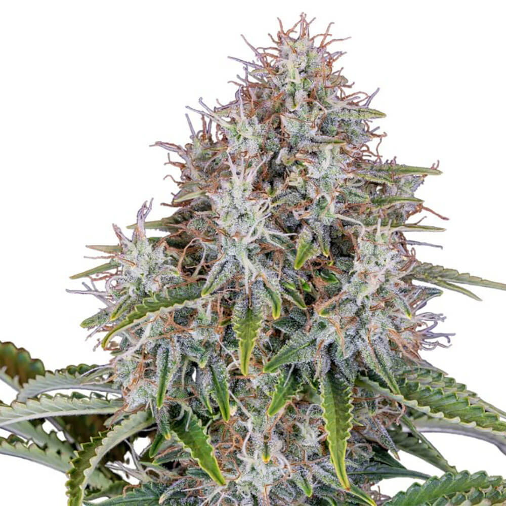 Blue Haze Auto