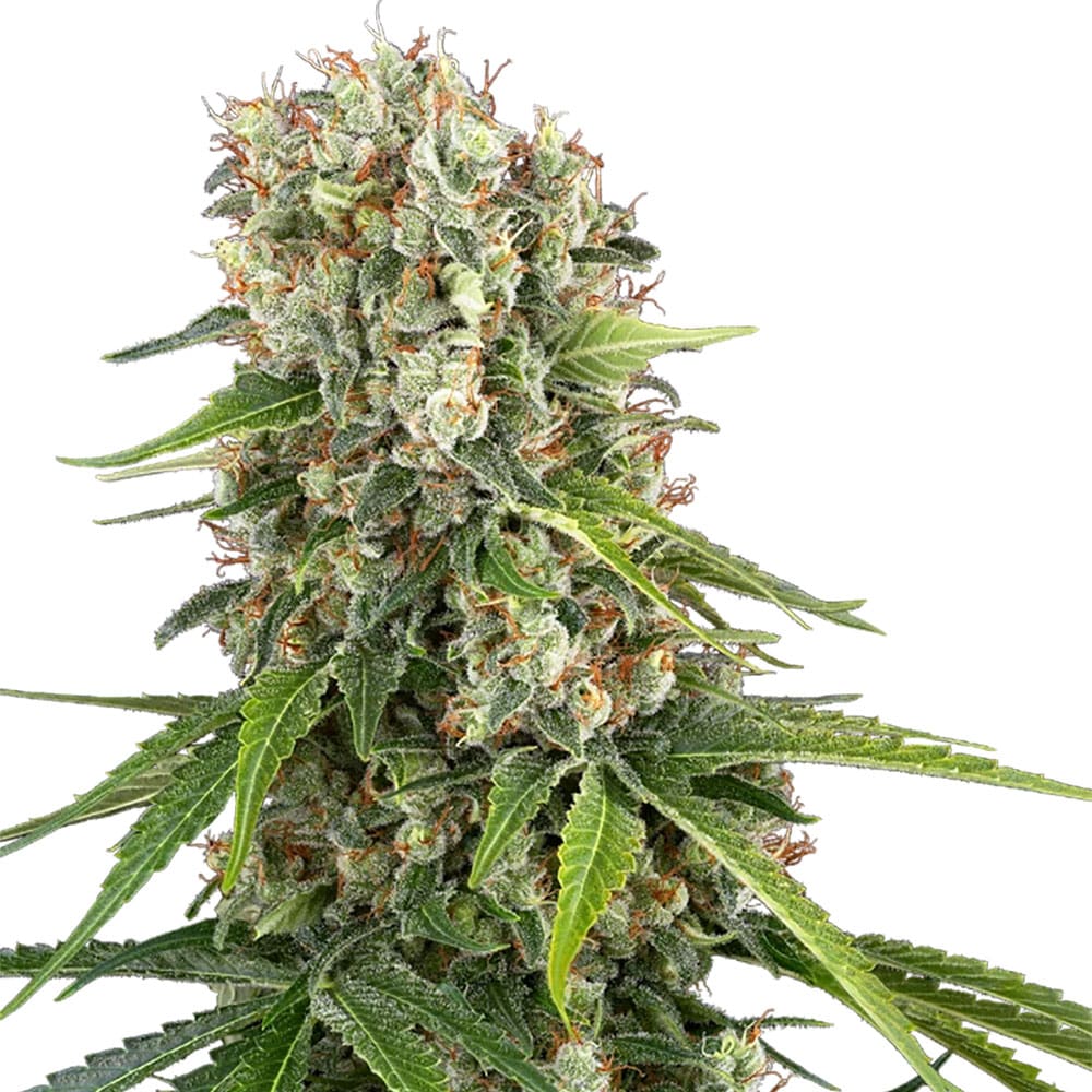 Blue Sunset Auto