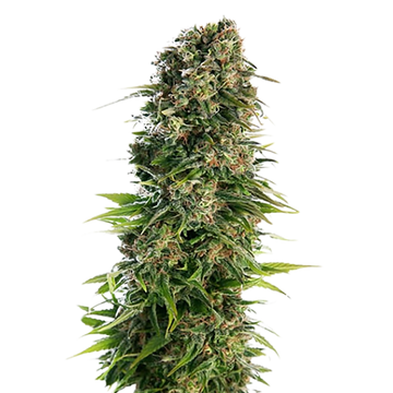 Blue Zkittlez
