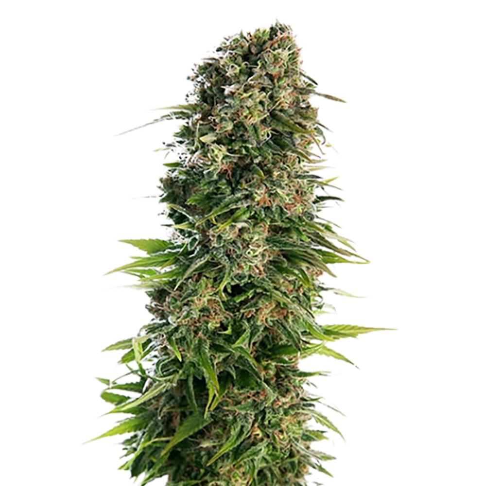 Blue Zkittlez Auto