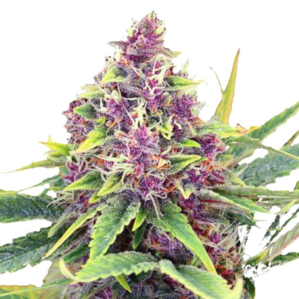Blueberry Kush Auto