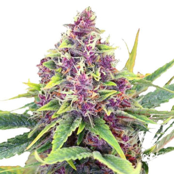 Blueberry Kush Auto