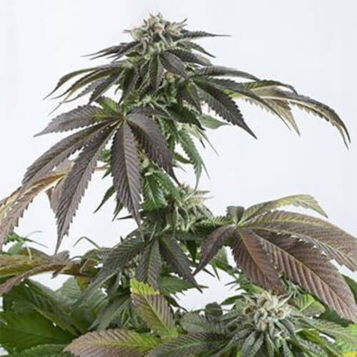 Bubba Kush Auto