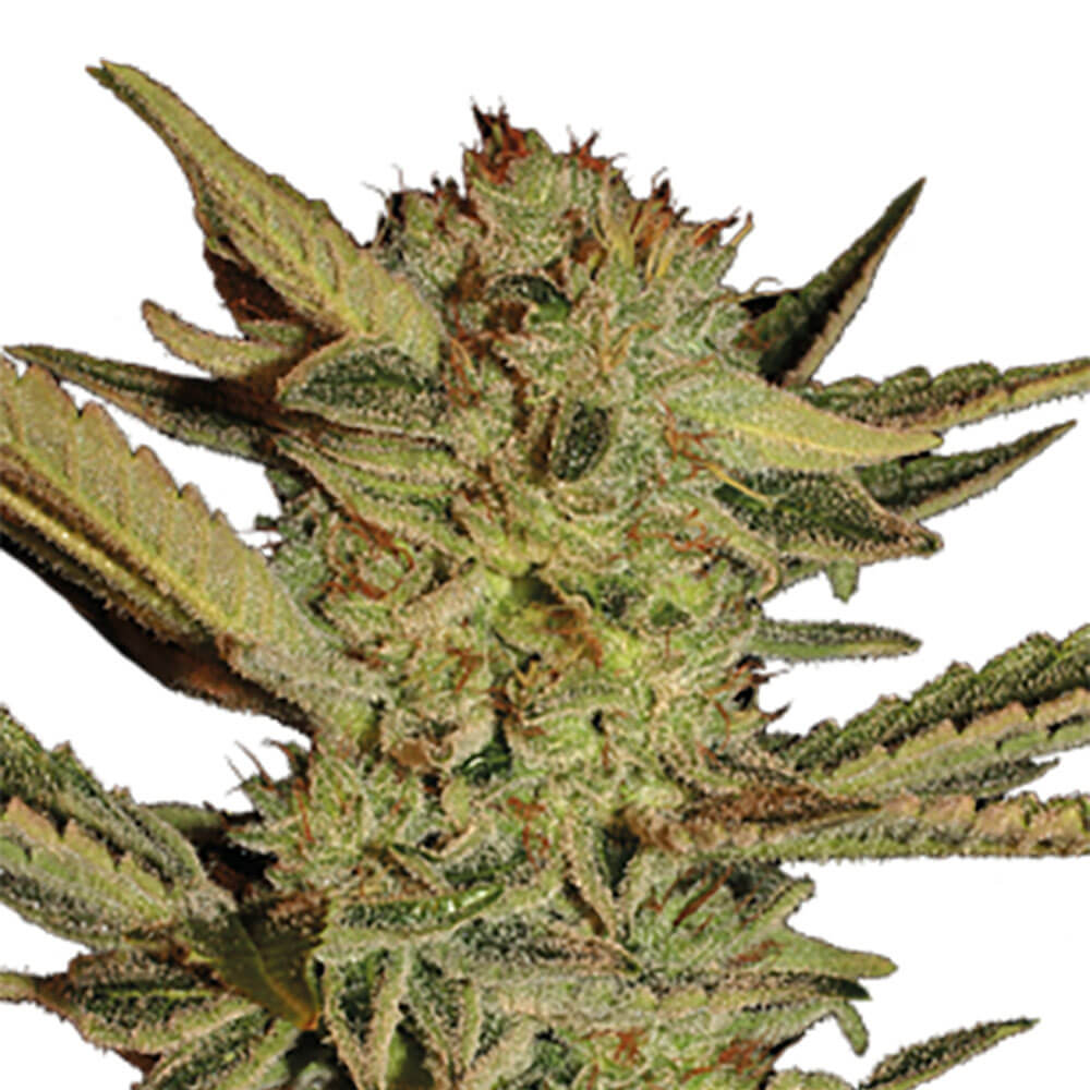 Bubble Gum