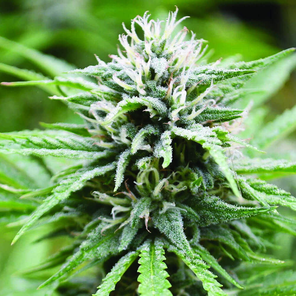 Candyland Auto