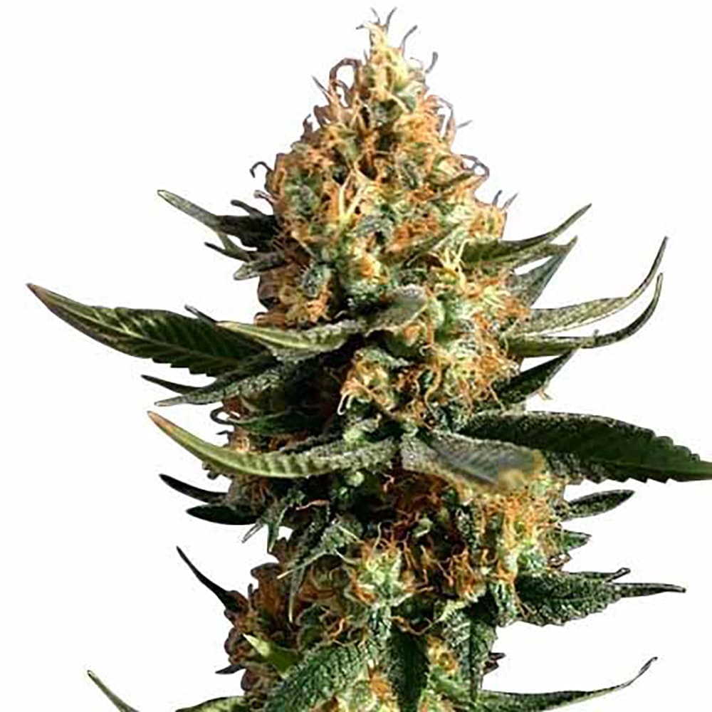 Chemdawg 91 Auto