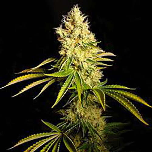 Chemdawg
