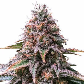 Cherry Pie