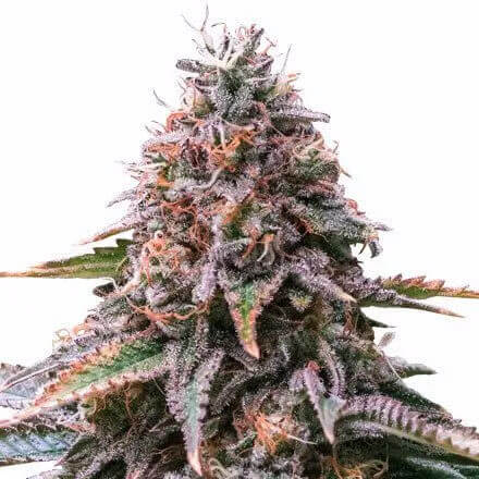Cherry Pie